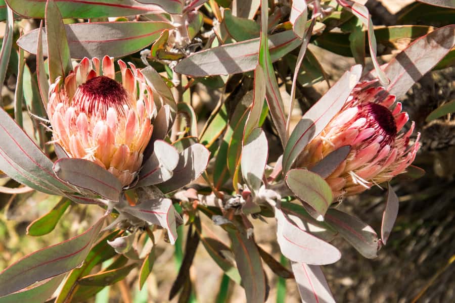 Oudtshoorn: Half-Day Swartberg Pass Private Guided Tour - From Oudtshoorn up into the Karoo, then straight onto the pass
