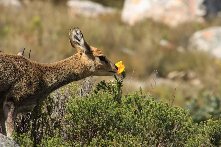 Oudtshoorn: Half-Day Swartberg Pass Private Guided Tour - 300-million-year sandstone formations, plus the fynbos you can’t fake