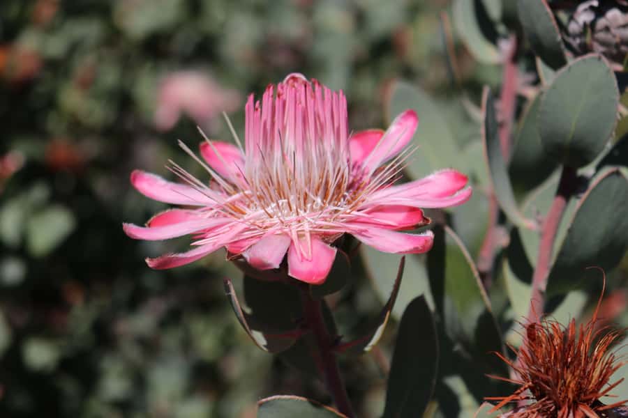 Oudtshoorn: Half-Day Swartberg Pass Private Guided Tour - A guided climb and walk, from the 900-meter eco-tour up to the summit