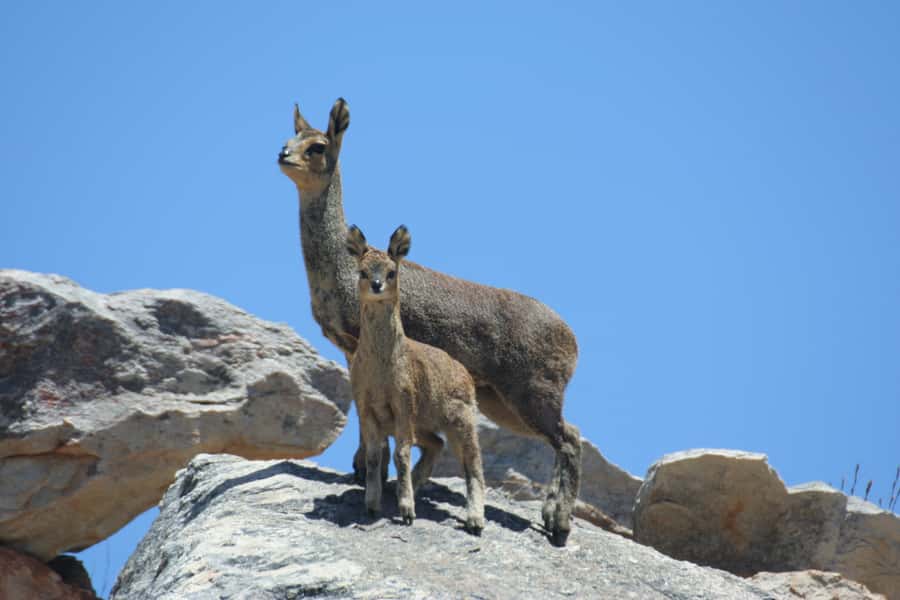 Oudtshoorn: Half-Day Swartberg Pass Private Guided Tour - Tee Berg viewpoint: where the drive becomes a series of small moments