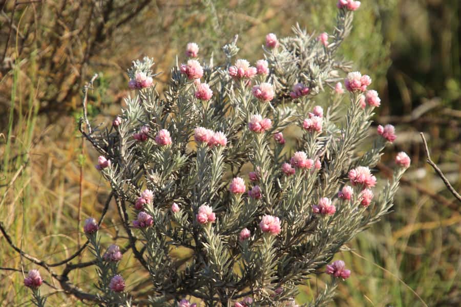 Oudtshoorn: Half-Day Swartberg Pass Private Guided Tour - Who this tour suits best