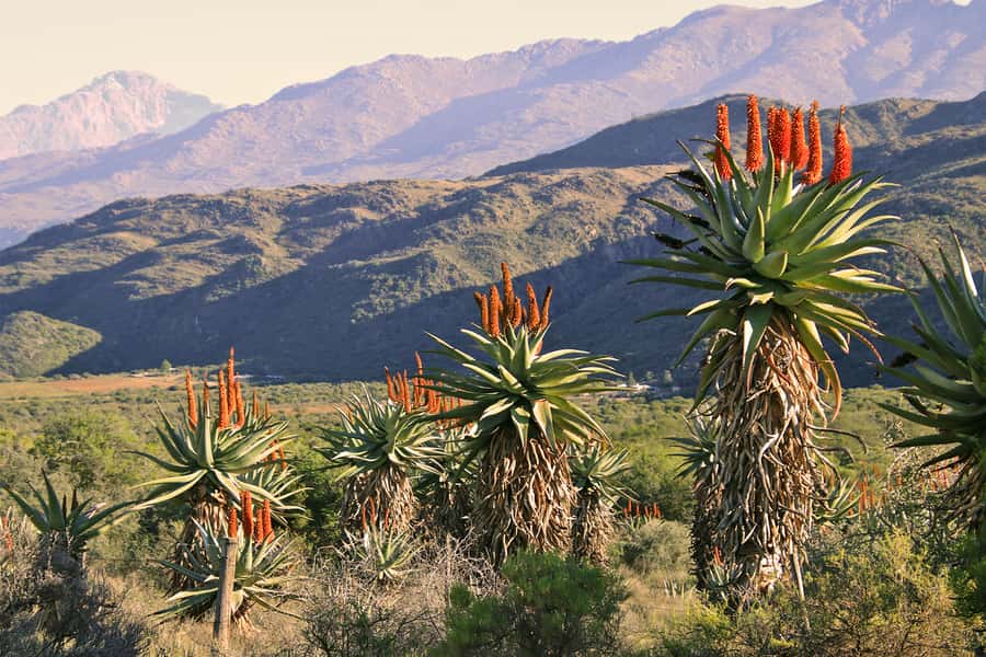 Oudtshoorn: Half-Day Swartberg Pass Private Guided Tour - The Swartberg Pass: why the views are only half the story