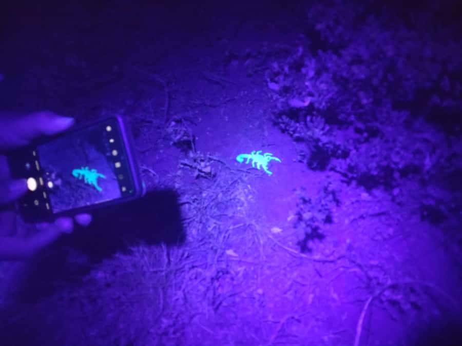 Oudtshoorn: Night Time Nature Walk - Key things I’d zoom in on before you go