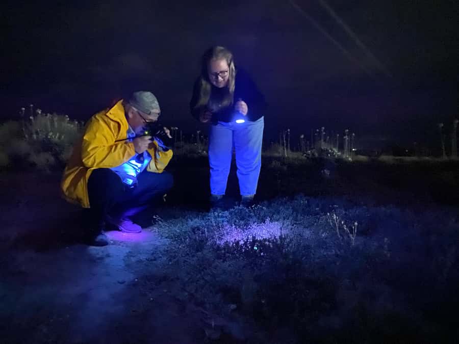 Oudtshoorn: Night Time Nature Walk - Why a night walk in the Klein Karoo veld is worth your evening