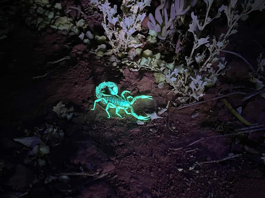 Oudtshoorn: Night Time Nature Walk - The UV torch spotting: what you’re actually doing out there