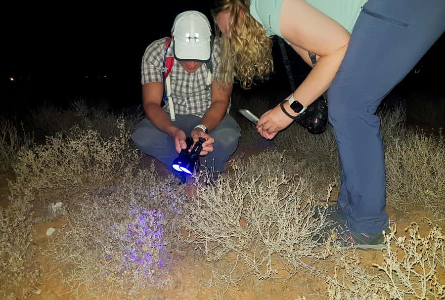 Oudtshoorn: Night Time Nature Walk - Safety and the no-touch wildlife rule