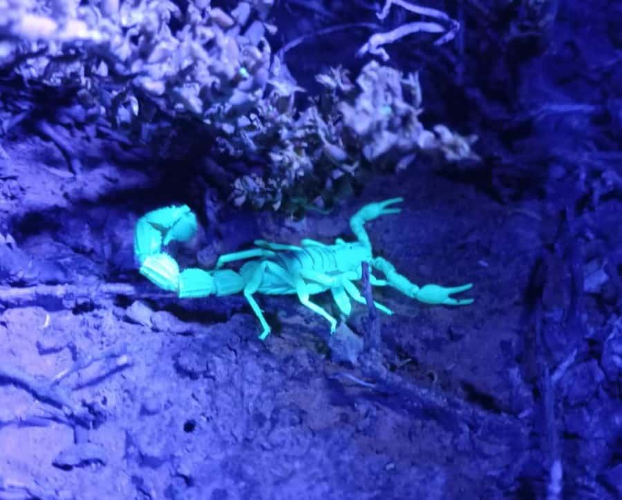 Oudtshoorn: Night Time Nature Walk - Price and value: what $59 really covers