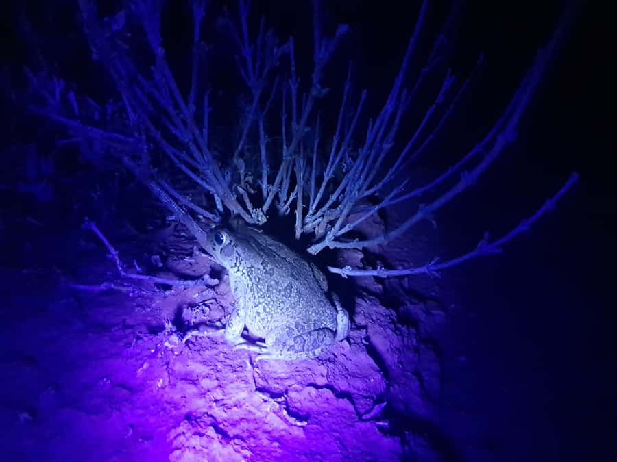 Oudtshoorn: Night Time Nature Walk - Getting there near the Police Dog Unit (and why that matters)