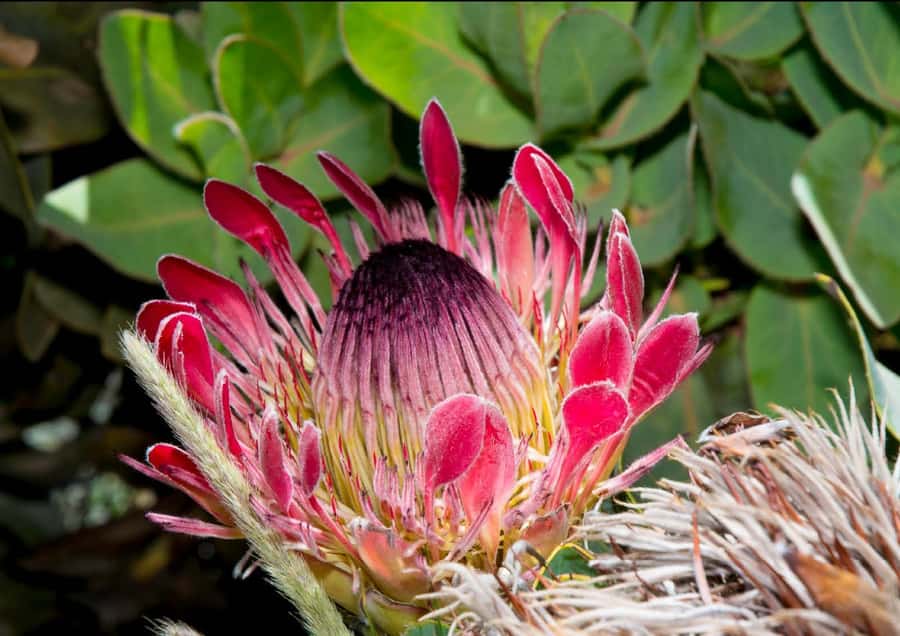 Oudtshoorn: Swartberg Mountain Pass Tour with Country Lunch - The Guided Pass Route, Photo Stops, and What the Guide Teaches