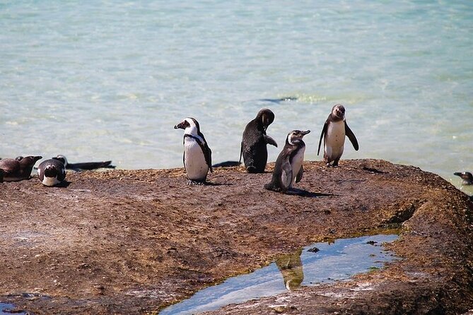 Penguin Encounter Boulders Beach Half Tour Day from Cape Town - Chapman’s Peak Drive: the coastal road that earns its hype