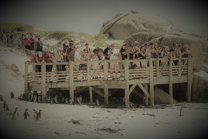 Penguin Encounter Boulders Beach Half Tour Day from Cape Town - Boulders Beach Penguin Colony: how to get the most out of two hours