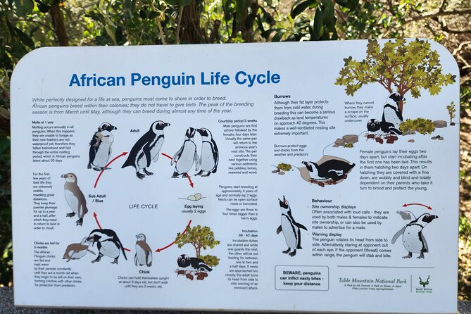 Penguin Encounter Boulders Beach Half Tour Day from Cape Town - Stop 4 at Boyes Drive in Muizenberg: a quick False Bay fix