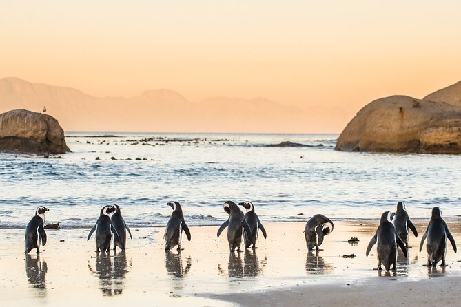 Penguin Encounter Boulders Beach Half Tour Day from Cape Town - The guides: why names like Isra, Yves, and Bizo come up often