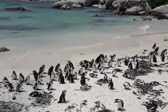 Penguins Cape of Good Hope, Cape Point Private Tour - False Bay Viewpoints: Atlantic water, mountains, and a real wind check