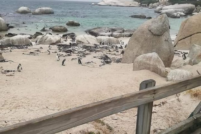 Penguins Viewing, Cape of Goodhope and Winelands Region - Who should book this Cape of Good Hope plus Constantia day?