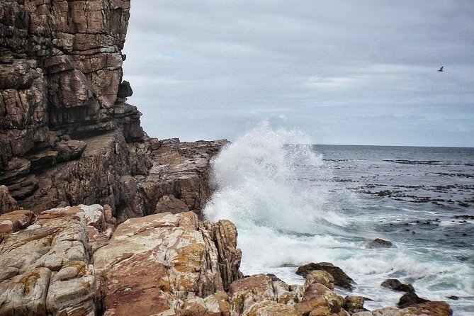 Peninsula Tour Cape Town - Hout Bay Harbour: fish, birds, crafts, and the optional seal-island cruise