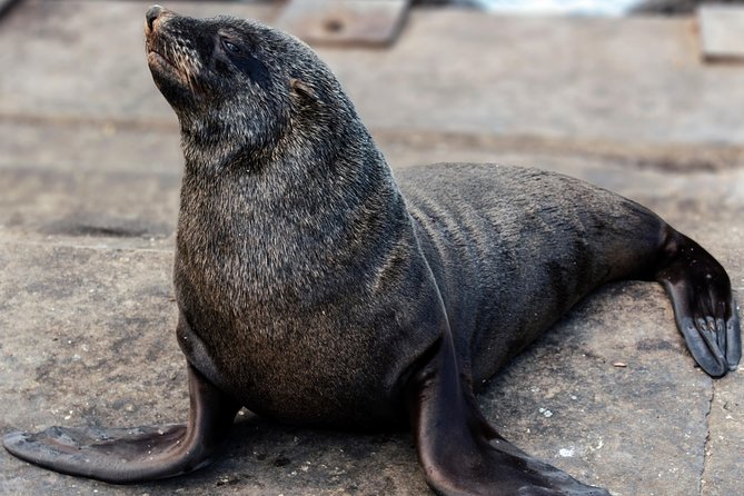Peninsula Tour Cape Town - Cape of Good Hope: wild birds, baboons, and the southern edge feeling