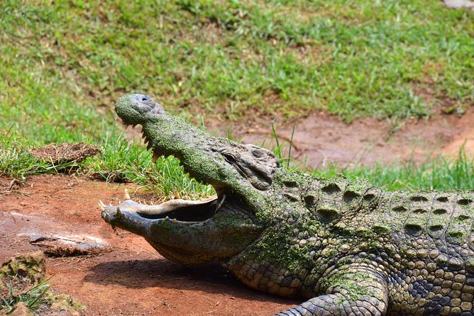 Phezulu Cultural Village & Reptile Park Day Tour from Durban - Why Phezulu Works So Well From Durban