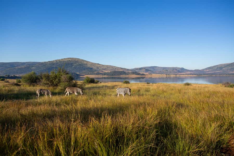 Pilanesberg: 2 Day 3-Star Pilanesberg Safari - Manyane vs Bakgatla: Where You Sleep, Eat, and Reset