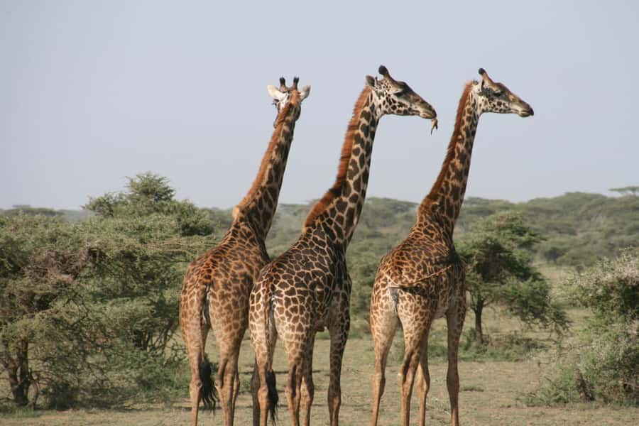 Pilanesberg: Full-Day Safari Adventure from Johannesburg - From Johannesburg pickup to crater-country arrival