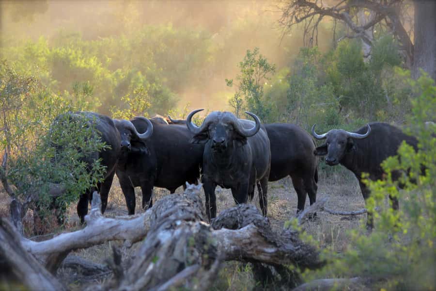 Pilanesberg: Full-Day Safari Adventure from Johannesburg - The open-game vehicle game drive: close views, real pace