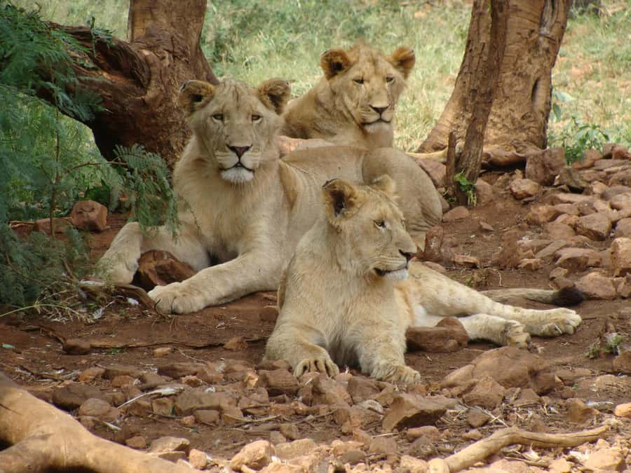 Pilanesberg: Full-Day Safari Adventure from Johannesburg - Afternoon safari energy: lions, plus the elephant mud-bath possibility
