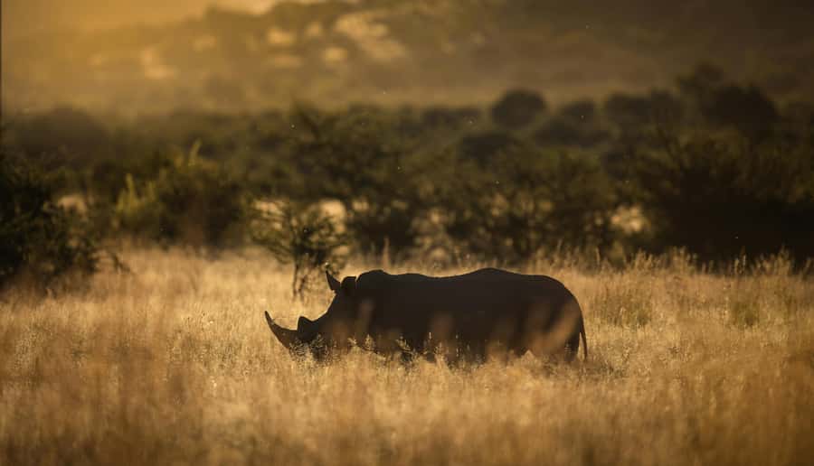 Pilanesberg: Full-Day Safari Adventure from Johannesburg - Why Pilanesberg feels special: a volcanic crater with wildlife density
