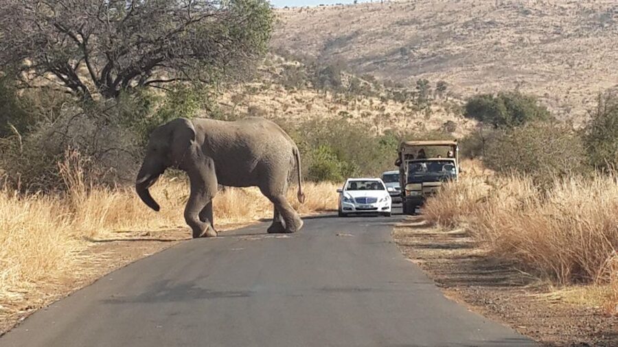 Pilanesberg Full-Day Shared Safari with Sun City Visit - Key highlights you will feel right away