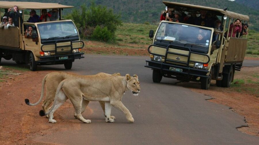 Pilanesberg Full-Day Shared Safari with Sun City Visit - Morning open-air 4x4 drive: getting close without pretending it is zoo simple