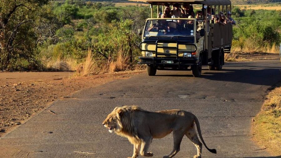 Pilanesberg Full-Day Shared Safari with Sun City Visit - Why Pilanesberg feels different: a volcanic caldera full of 7,000 animals