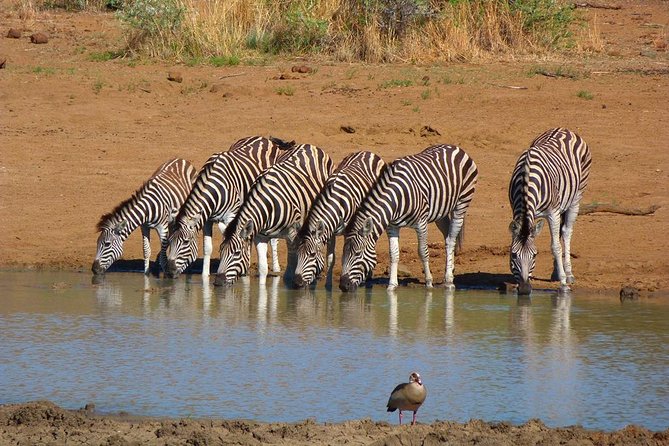Pilanesberg Game Reserve 6 Hour Sunrise Safari from Johannesburg or Pretoria - Why Pilanesberg Sunrise Works When You Have Limited Time