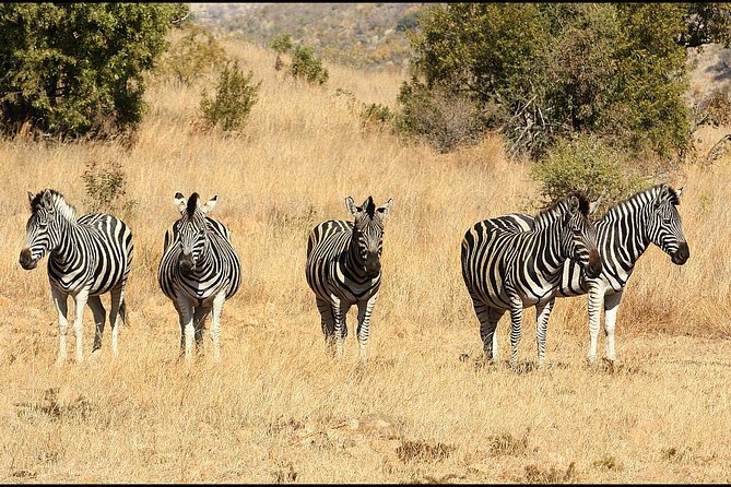 Pilanesberg Game Reserve 6 Hour Sunrise Safari from Johannesburg or Pretoria - Guides and Commentary: What Makes the Game Drive Feel Like a Hunt