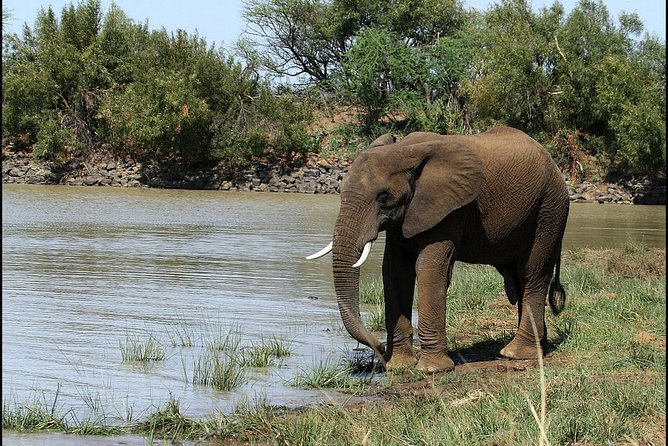 Pilanesberg Game Reserve 6 Hour Sunrise Safari from Johannesburg or Pretoria - Price and Value: When $255.12 Feels Fair