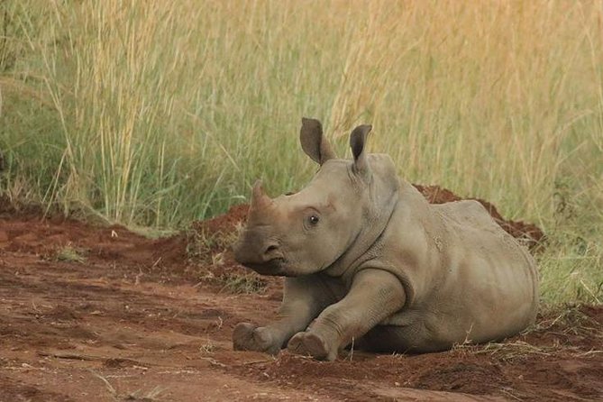Pilanesberg Game Reserve 6 Hour Sunrise Safari from Johannesburg or Pretoria - Who This Tour Suits Best (And Who Might Rethink It)