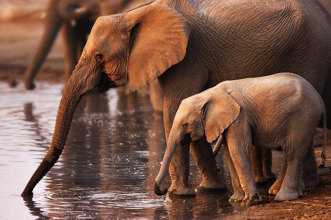 Pilanesberg Game Reserve Safari and Sun City Day Trip from Johannesburg - Sun City Resort Time: Admission Included, Extras Are the Choice
