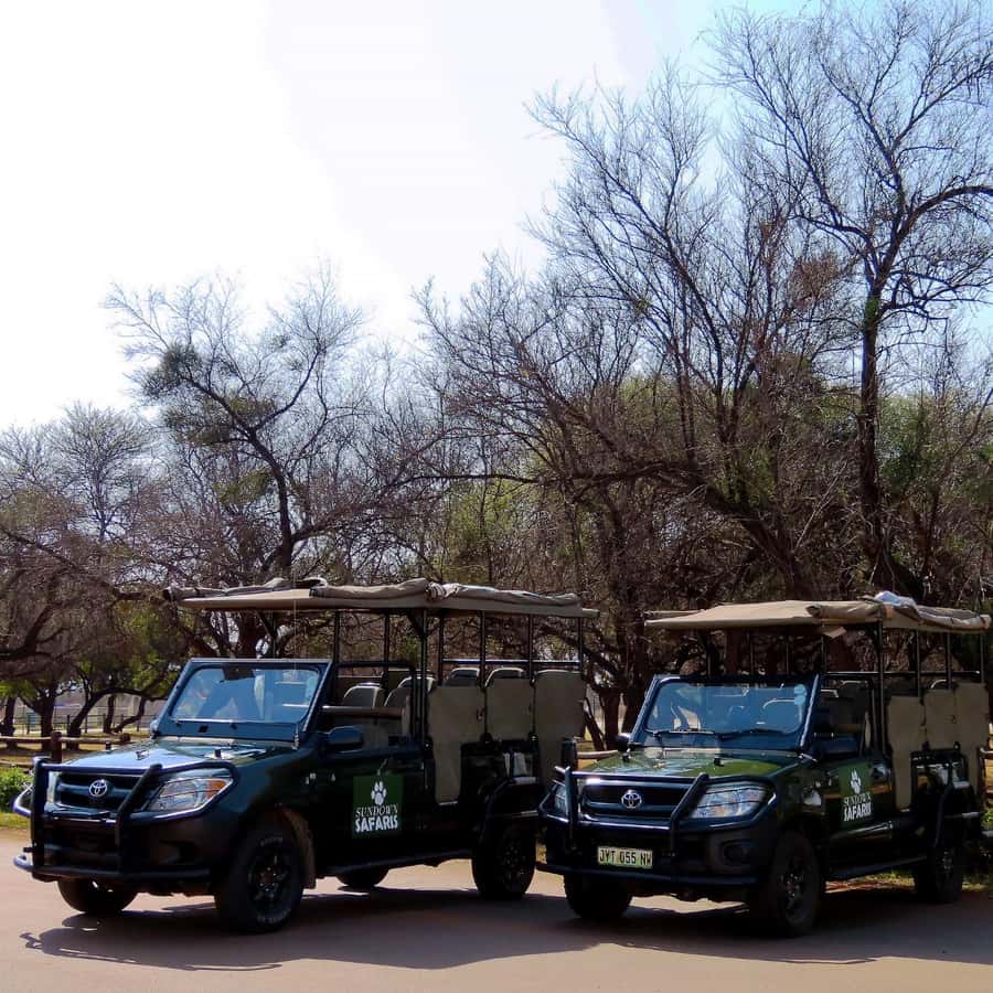 Pilanesberg Morning or Afternoon 3 Hour Game Drive - Birds in Pilanesberg: don’t just stare at the grass