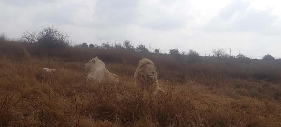 Pilanesberg National Park - Key things to know before you go
