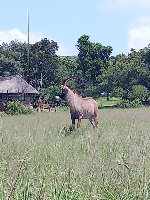 Pilanesberg National Park - Practical tips that make this day smoother