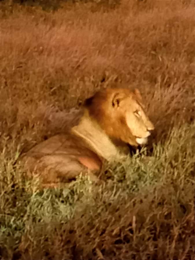 Pilanesberg National Park - Pilanesberg Safari: a long game-drive day with a real Big Five focus