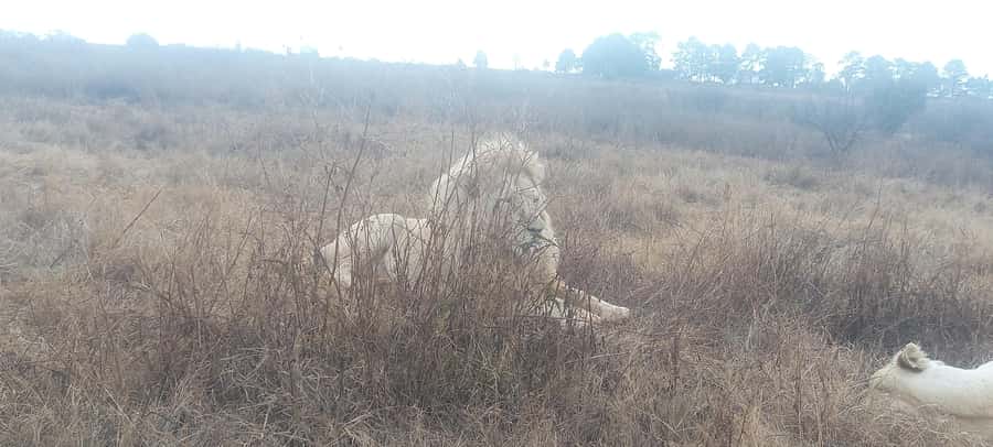 Pilanesberg National Park - Morning gate entry at 9:00: what the first drive is really for