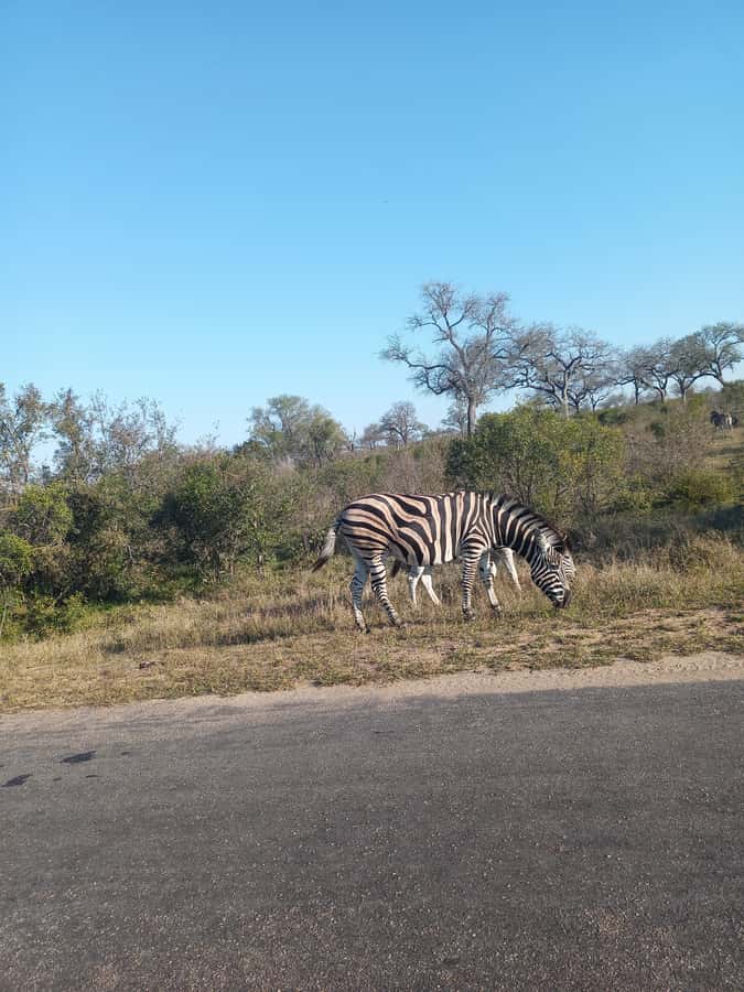 Pilanesberg National Park - Price and value: what you get for about $248 per person