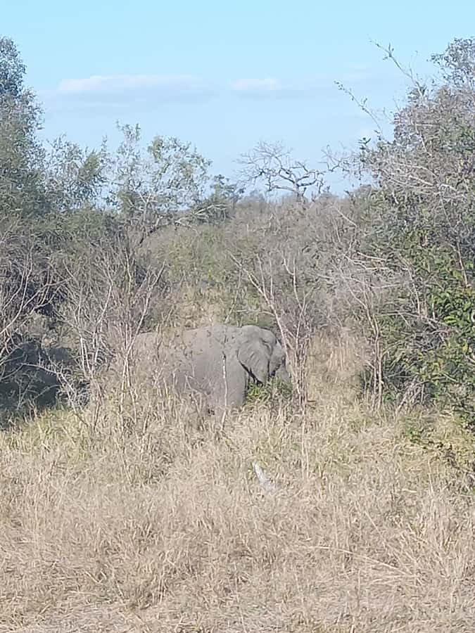 Pilanesberg National Park - Who should book this Pilanesberg safari (and who might want something else)