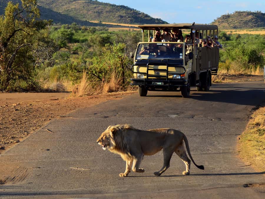 Pilanesberg National Park/Sun City Hot Air Balloon Safari - Wildlife spotting from above: lions, rhinos, and the art of scanning