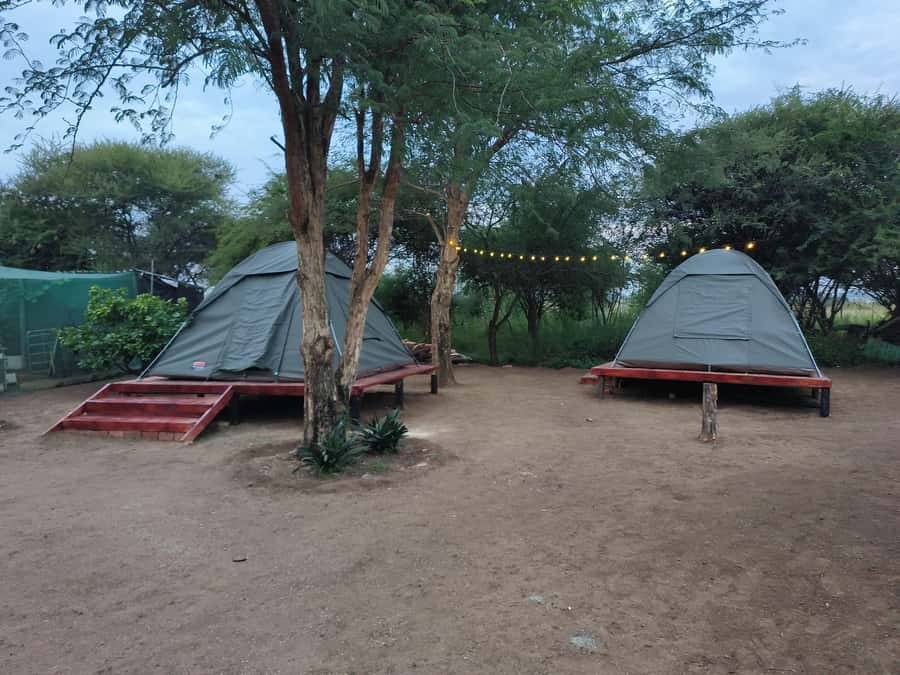 Pilanesberg: Two-Day Camping Adventure from Johannesburg - Day 1 sunset safari, open-vehicle viewing with golden-hour focus