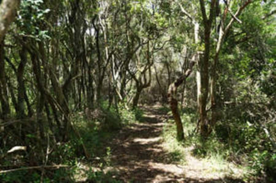 Plettenberg: 2-Hour Zipline Tour - The Course From Platform to Platform, and What Each Moment Feels Like