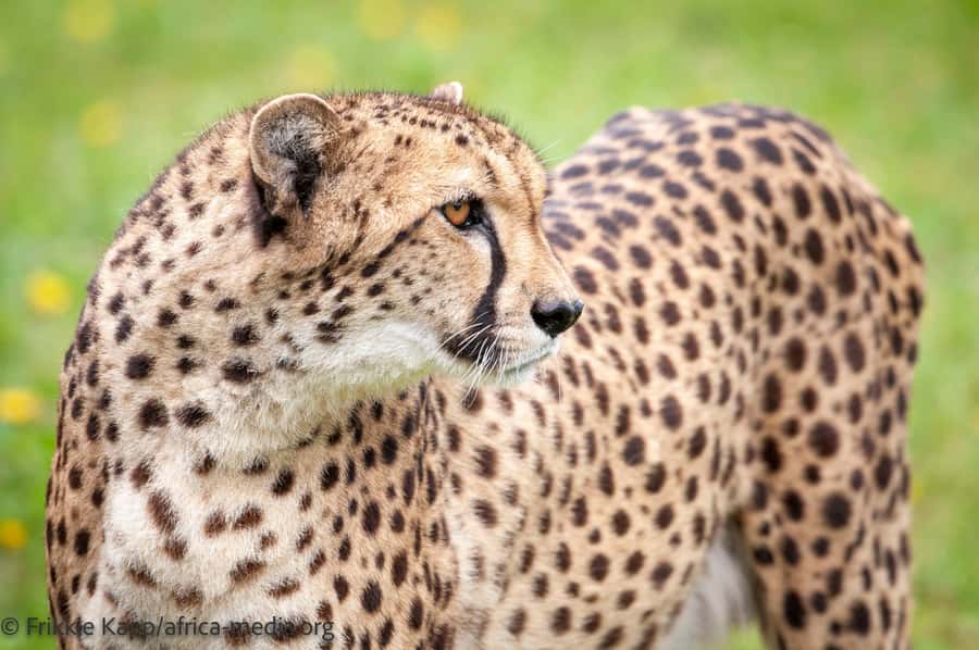 Plettenberg Bay: Cats in Conservation Full Day Tour - If weather allows: Tsitsikamma forest walk for a slower pace