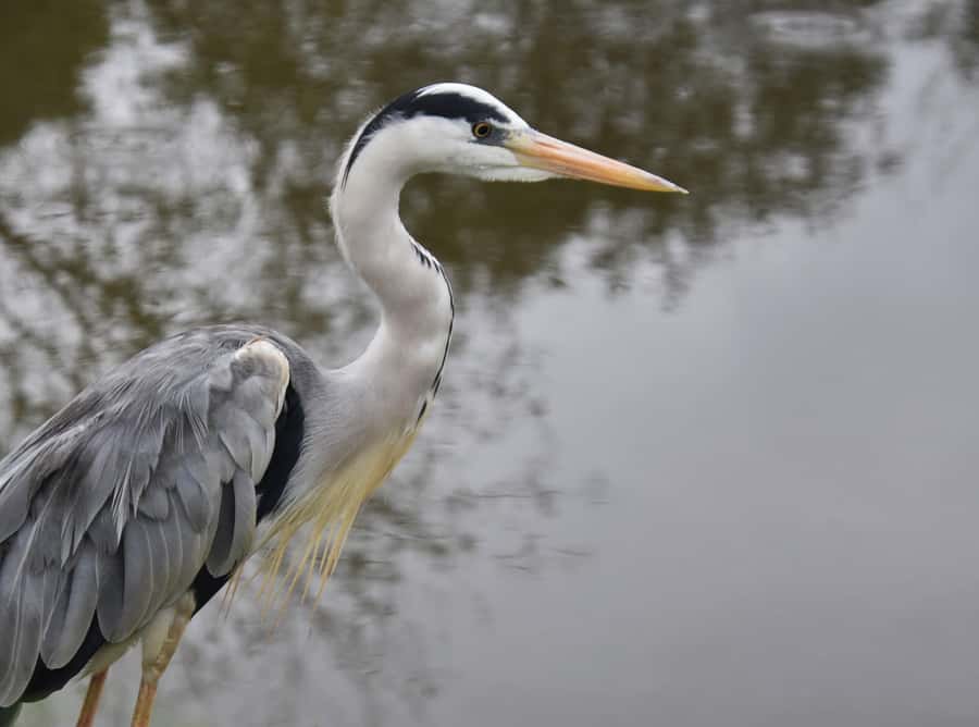 Plettenberg Bay: Cats in Conservation Full Day Tour - Lunch with a drink: practical comfort in a long day