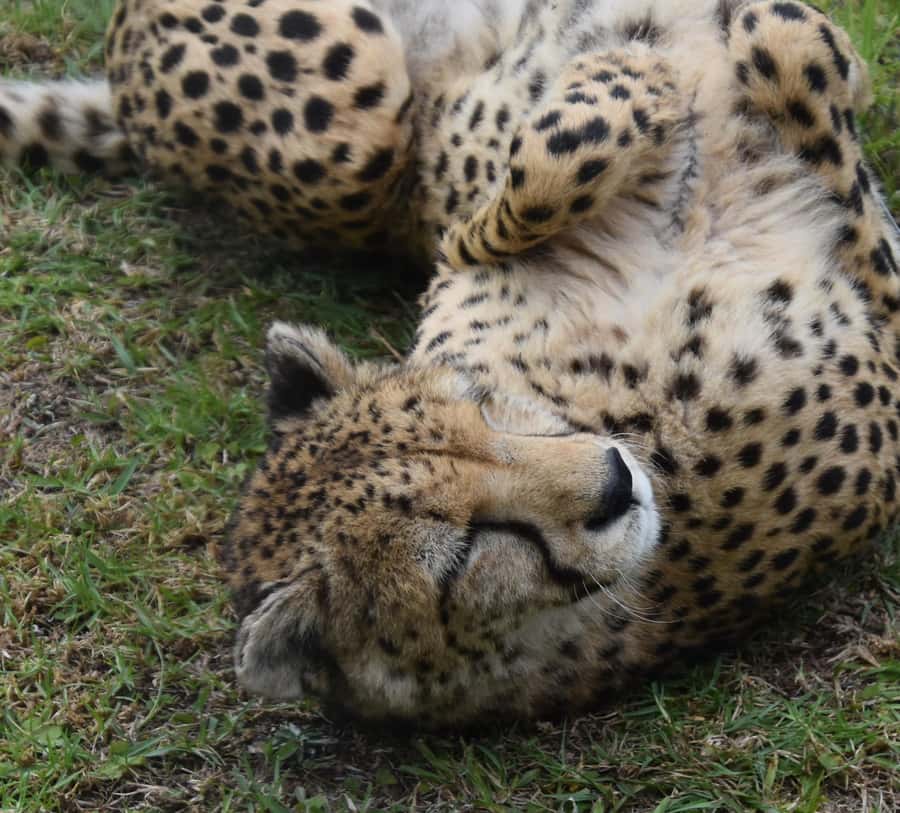 Plettenberg Bay: Cats in Conservation Full Day Tour - Feeding time: helping prep food and watching the feedings