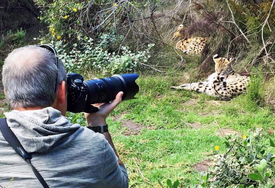 Plettenberg Bay: Cats in Conservation Full Day Tour - Morning start: enclosure checks and an optional Boma breakfast