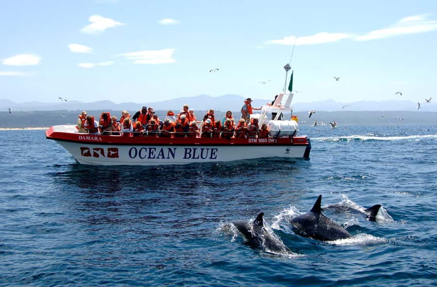 Plettenberg Bay: Dolphin and Marine Boat Tour - Key things that make this tour special
